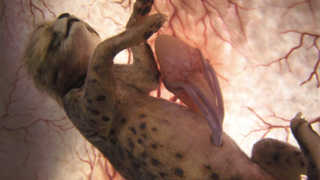 Illustration for article titled Outstanding images of animals inside the womb